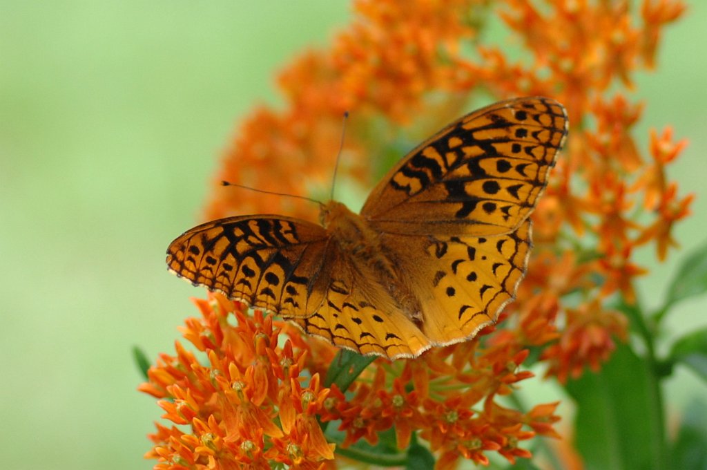 078 2011-07152898b Princeton, MA.JPG - Great Spangled Fritillary (Speyeria cybele). Liz's garden, Princeton, MA, 7-15-2011